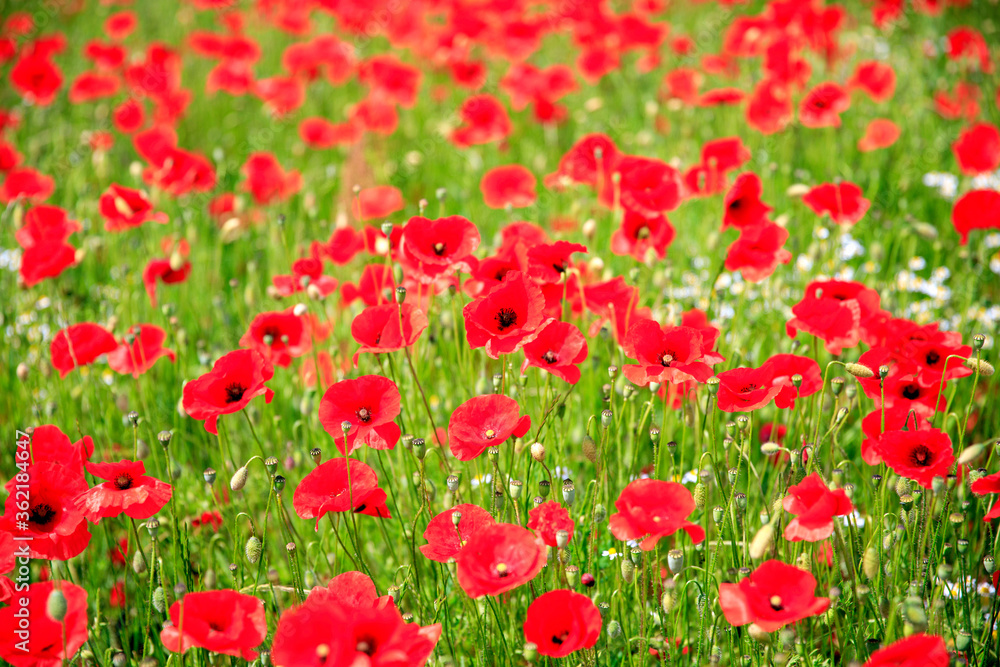 Dans les coquelicots