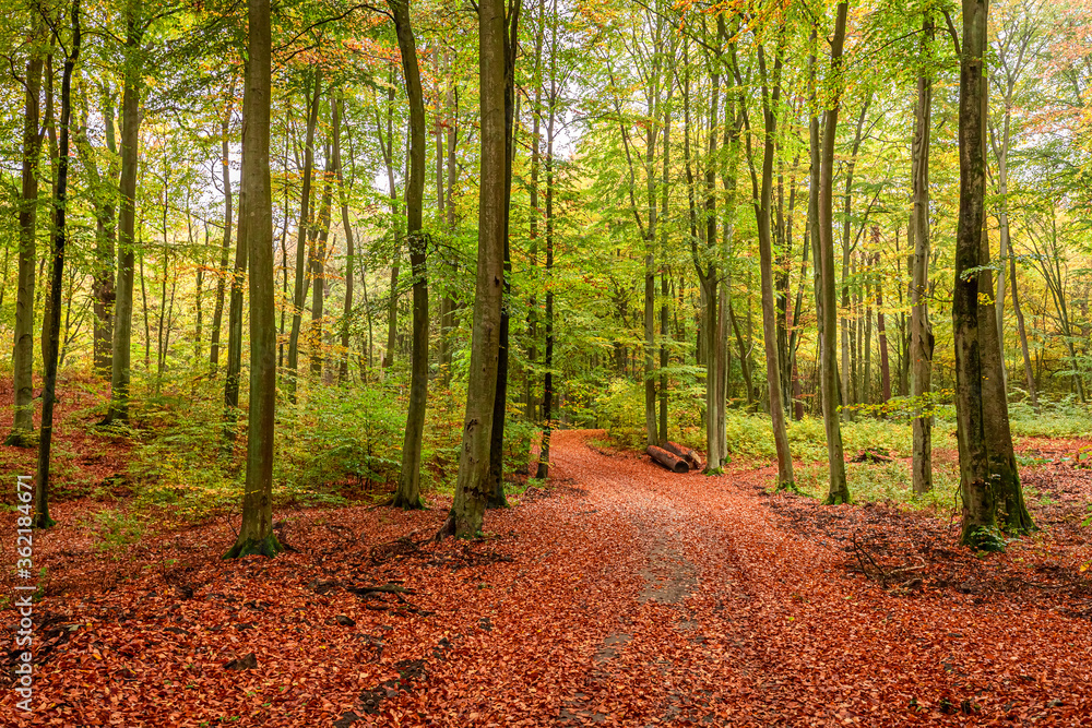 Obraz premium Autumn in the sunny forest in Poland, Europe