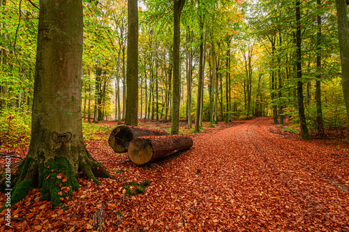 Fototapeta Naklejka Na Ścianę i Meble -  Gold and green beautiful forest in the autumn, Poland