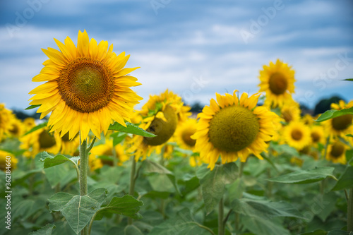 Field of sunflowers under a stormy sky 