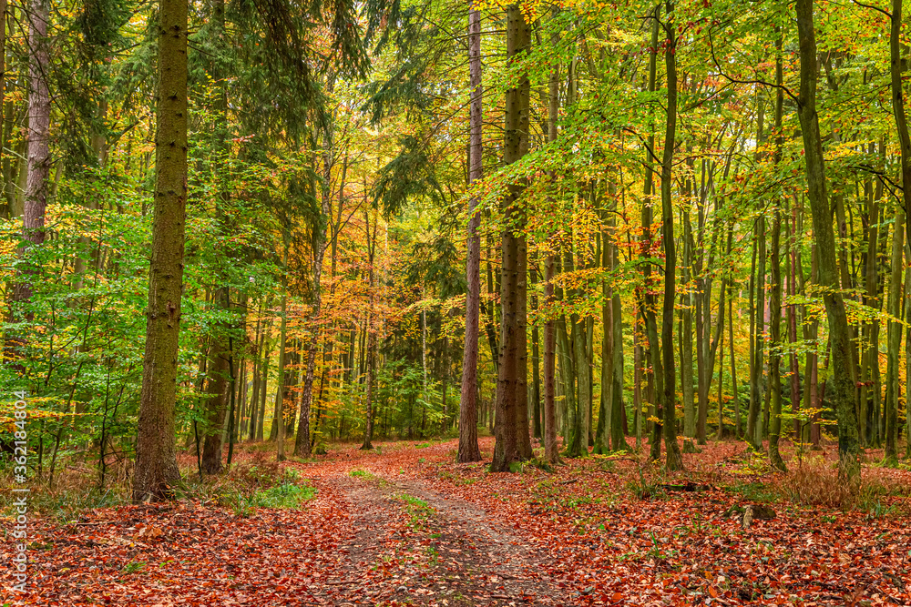 Obraz premium Green and brown forest in the autumn, Poland