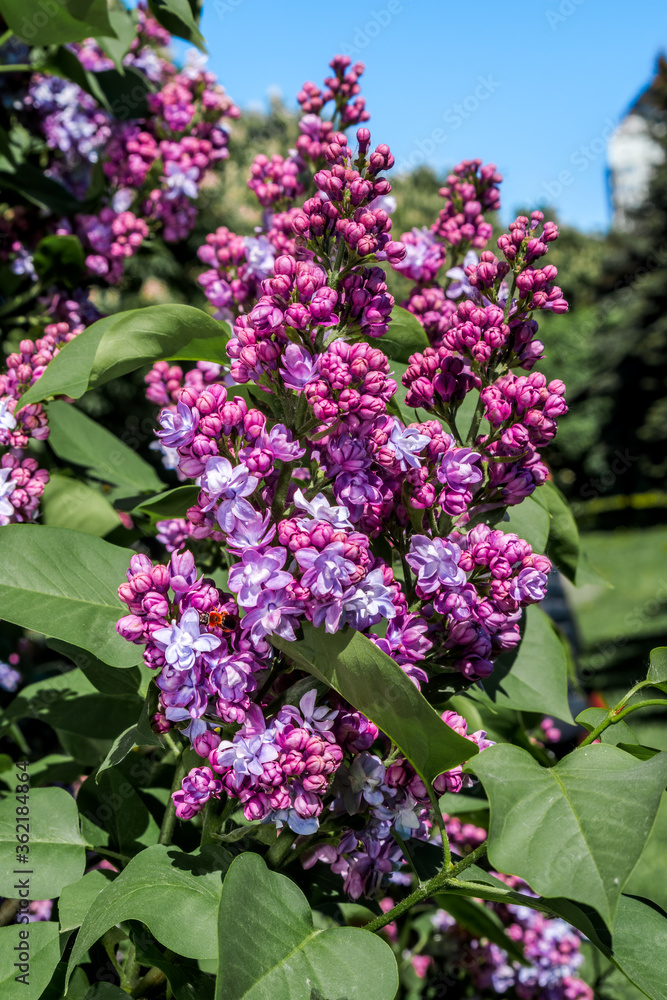Obraz premium Common Lilac (Syringa vulgaris) in park, Central Russia
