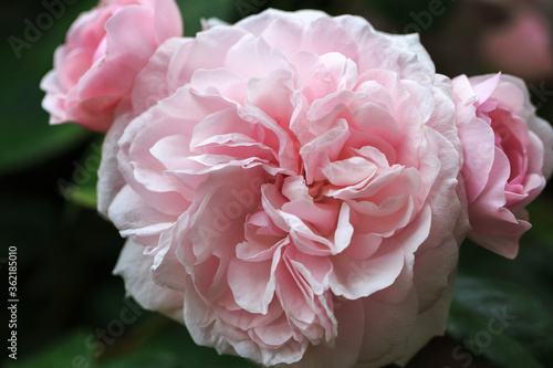 Blooming rose in the garden on a sunny day. Rose Olivia