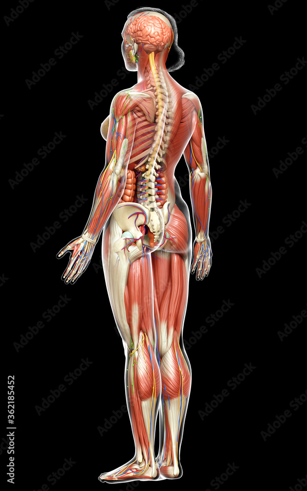 3d rendered medically accurate of the female anatomy 3d rendered medically accurate of the female anatomy