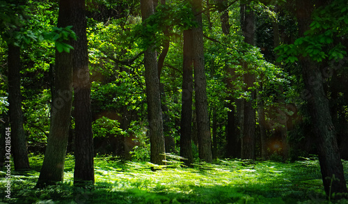 trees in the forest