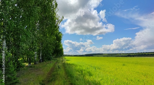 country road between a green field and a birch forest plantation against a blue sky with clouds on a sunny day