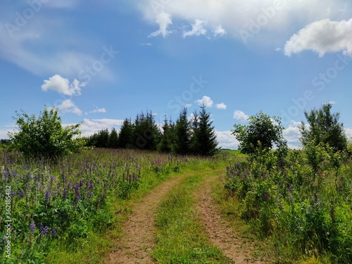 road in a field among green grass and trees against a blue sky with clouds on a sunny day