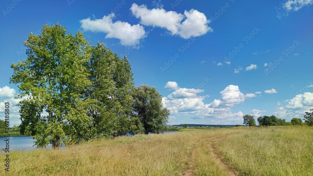 road in a field near tall birches against a blue sky