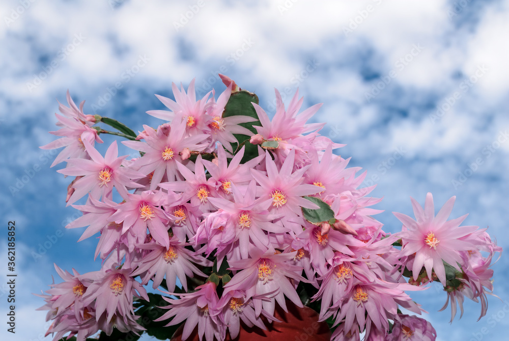 Pink Easter Cactus (Rhipsalidopsis rosea) in greenhouse Pink Easter Cactus (Rhipsalidopsis rosea) in greenhouse