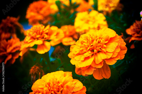 Colorful bright flowers marigold against the background of the summer landscape.