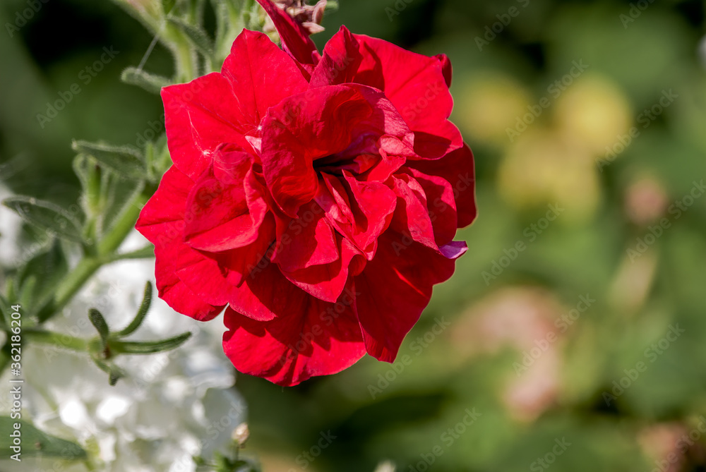 Petunia (Petunia hybrida) in garden, Central Russia Petunia (Petunia hybrida) in garden, Central Russia