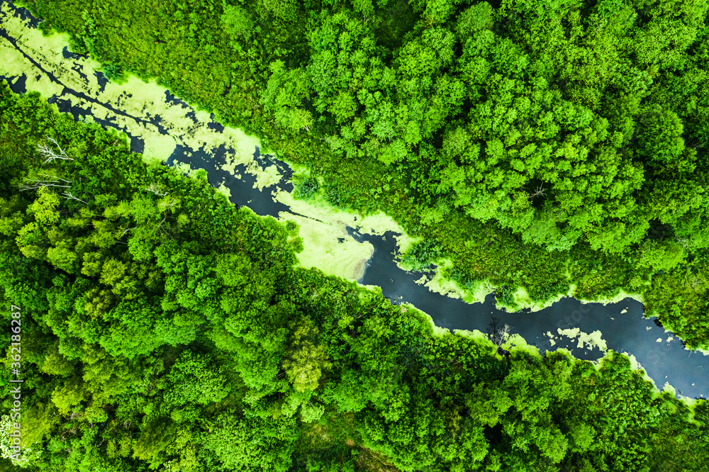 Fototapeta Amazing green forest and the river in spring, flying above