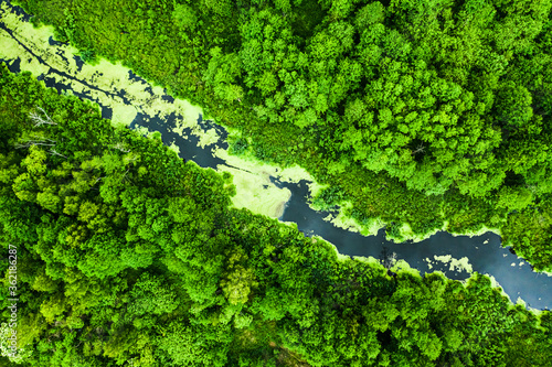 Amazing green forest and the river in spring, flying above