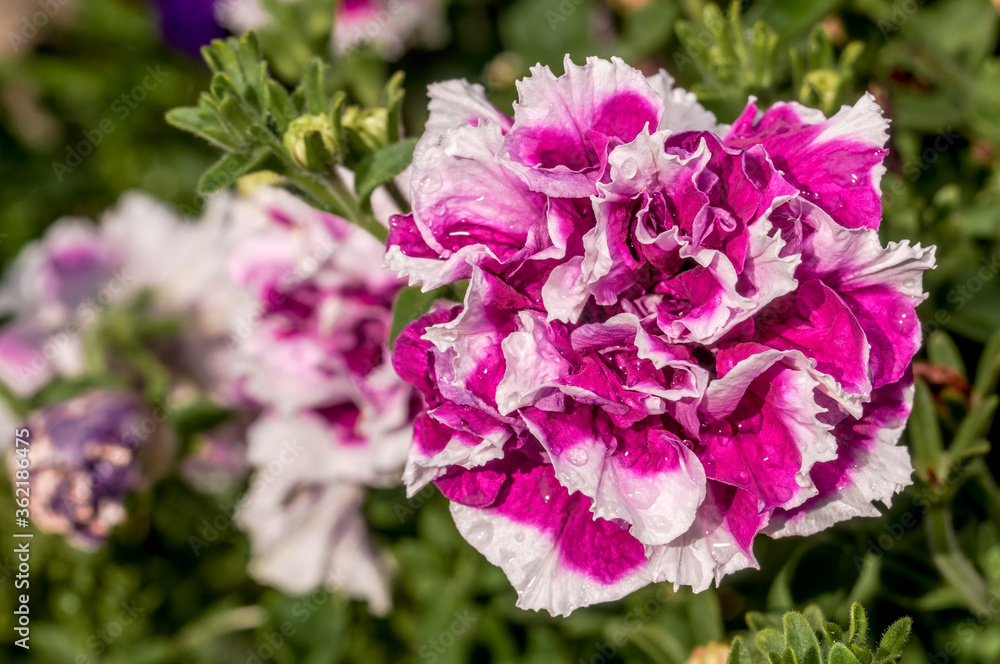 Petunia (Petunia hybrida) in garden, Central Russia Petunia (Petunia hybrida) in garden, Central Russia