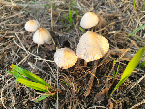 Inedible mushrooms growing in the forest.