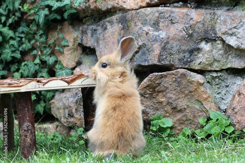 Curious Rabbit