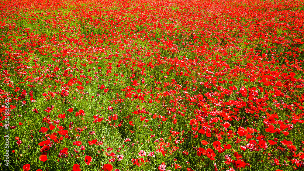 Poppy seed field on countryside in summer, Poland