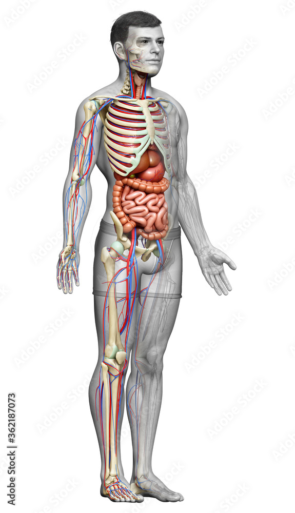 3d rendered medically accurate illustration of male Internal organs, skeleton and circulatory system 3d rendered medically accurate illustration of male Internal organs, skeleton and circulatory system