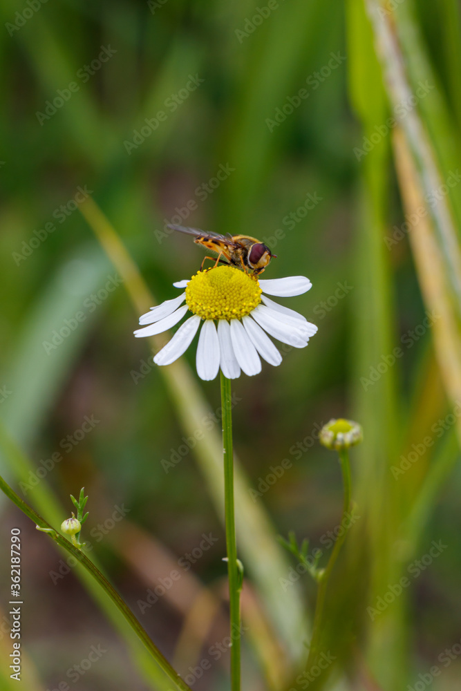 Bee pollinates a daisy Bee pollinates a daisy
