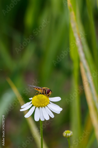 a friendly bee pollinates a beautiful wild flower called daisy. © Anjo