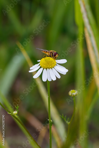 Bee pollinates a daisy