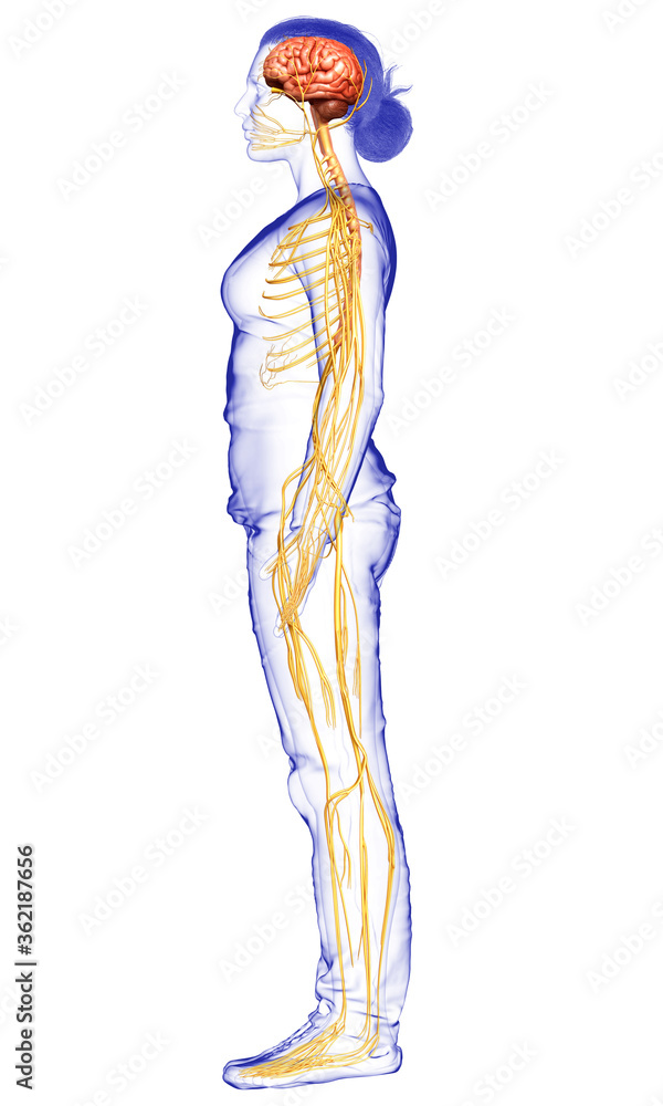 3d rendered medically accurate illustration of a female nervous system 3d rendered medically accurate illustration of a female nervous system