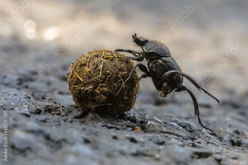 Tableau sur toile plugging dung beetle solving problems