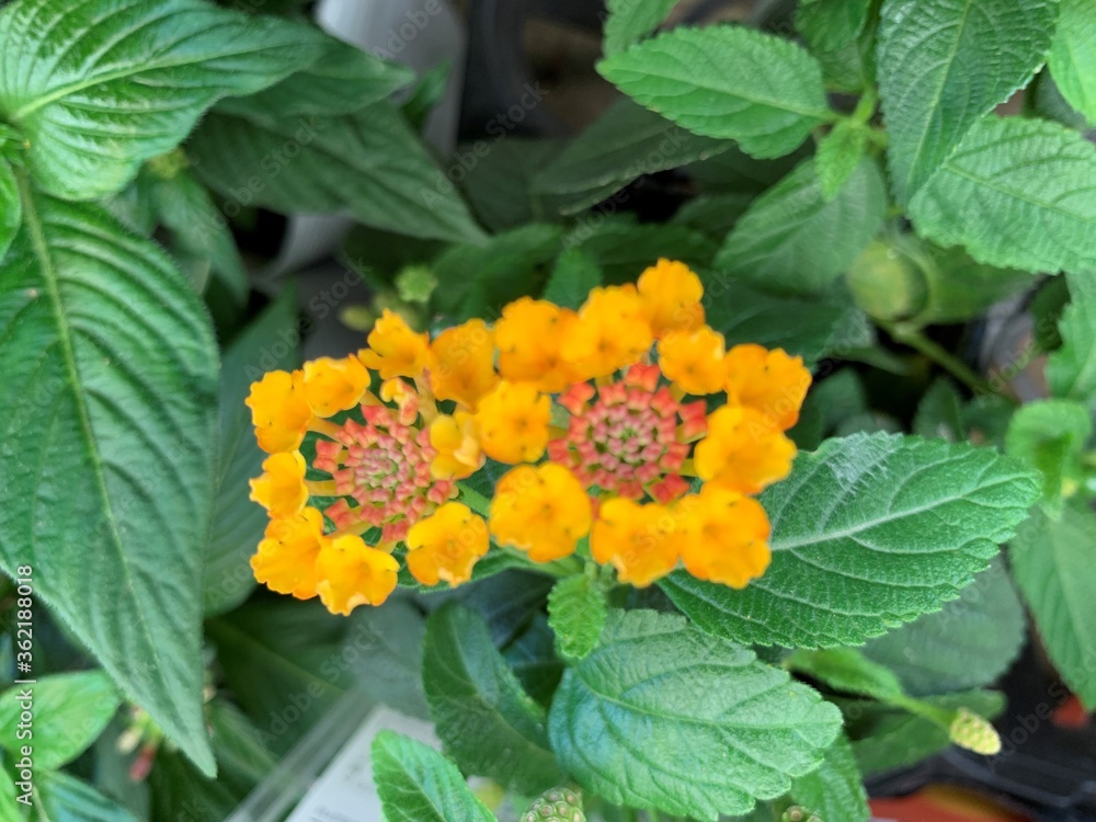 L. camara has small tubular shaped flowers, which each have four petals and are arranged in clusters in terminal areas stems. Flowers come in many different colours, including red, yellow, white, pink L. camara has small tubular shaped flowers, which each have four petals and are arranged in clusters in terminal areas stems. Flowers come in many different colours, including red, yellow, white, pink