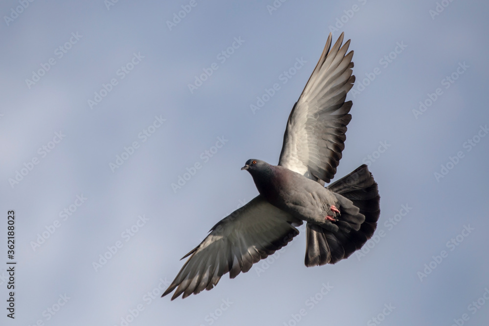 Pigeon flying on the blue sky. Rock dove or common pigeon (Columba livia). Pigeon flying on the blue sky. Rock dove or common pigeon (Columba livia).
