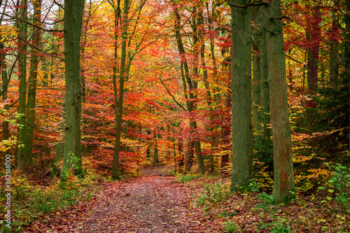 Footpath full of leaves in golden forest, Poland