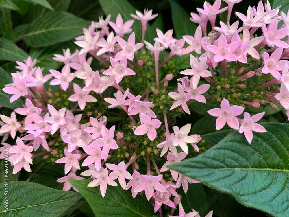 Naklejka premium Beautiful gilliflower in the garden on a summer day ,Needle flowers are available in many colors, such as pink, red, purple.