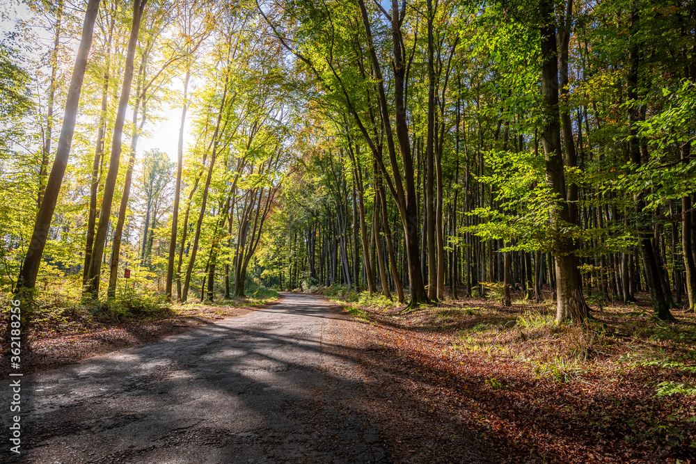 Naklejka premium Sunrise in autumn forest in Poland, Europe