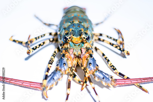 close up rainbow lobster or phuket lobster isolated on white background