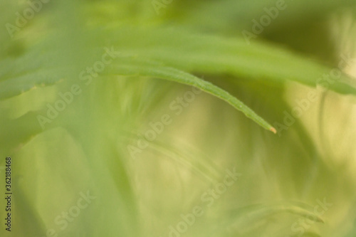 abstract green leafy background
