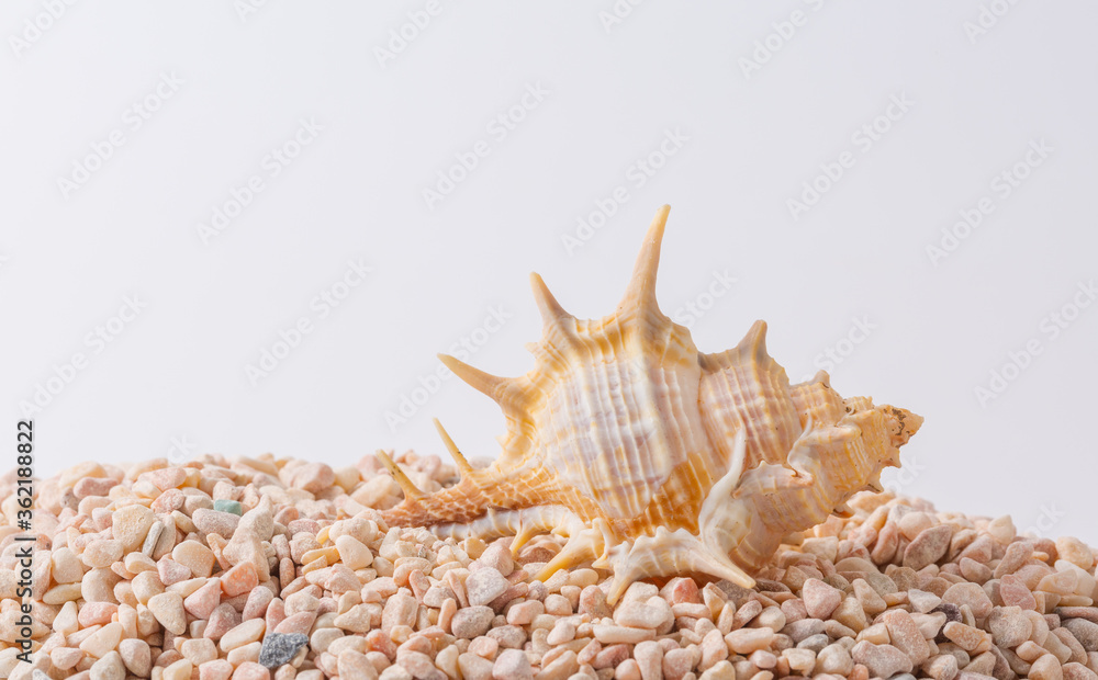 Obraz premium Spiral seashell closeup on white background