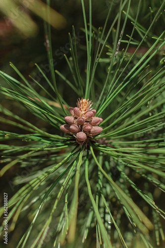 Fresh cones on spruce branches with long thorns, day light, natural colors, depth of field 