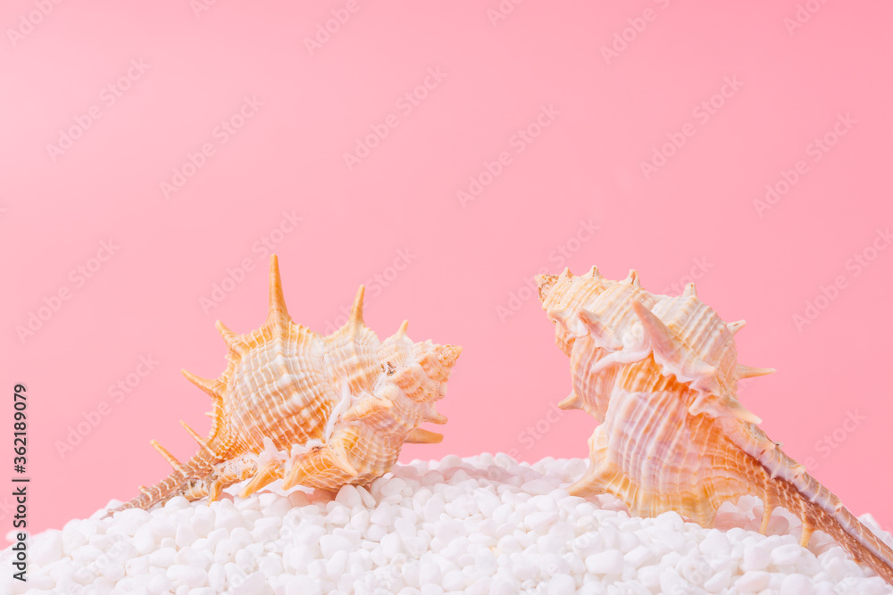 Obraz premium Spiral shell closeup on pink background