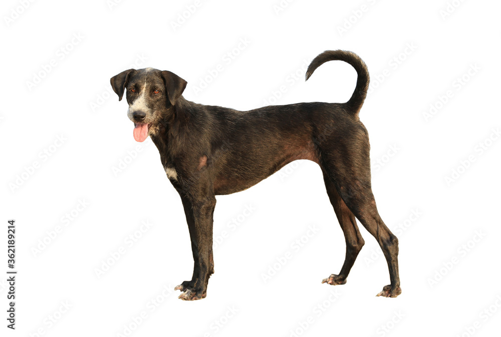 Black dog isolated on white background Black dog isolated on white background