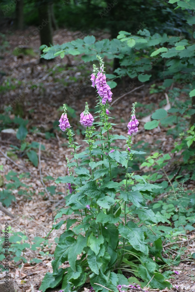 Roter Fingerhut blüht im Wald
