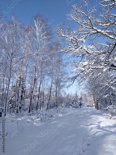 Schneebedekter Weg und Wald mit blauem Himmel