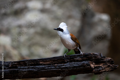 White - crested Laughingthrush © pichaitun