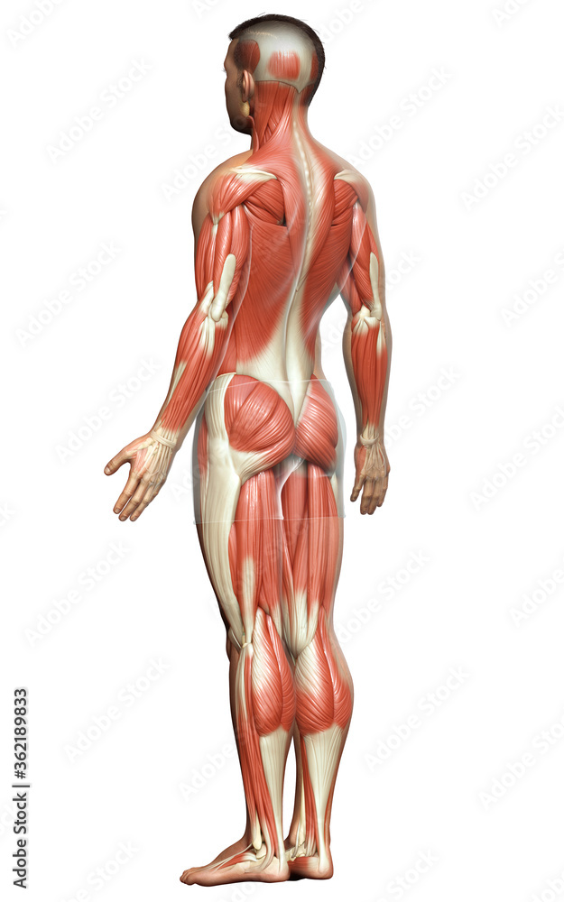 3d rendered medically accurate illustration of a male muscle system 3d rendered medically accurate illustration of a male muscle system