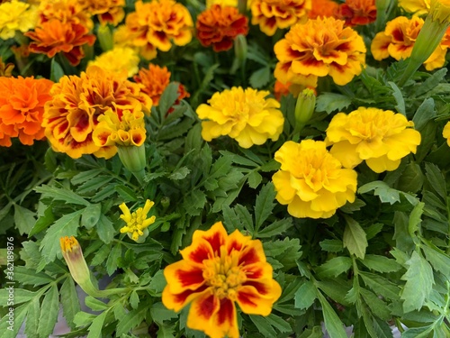 Many marigold varieties are arranged in orange, yellow, green petioles.