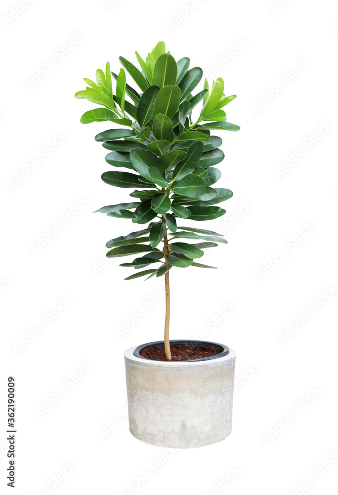 Green tree in cement pot isolated on white background