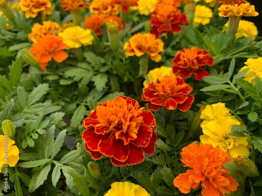 Many marigold varieties are arranged in orange, yellow, green petioles. Many marigold varieties are arranged in orange, yellow, green petioles.