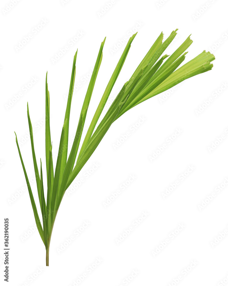 Palm leaves isolated on white background