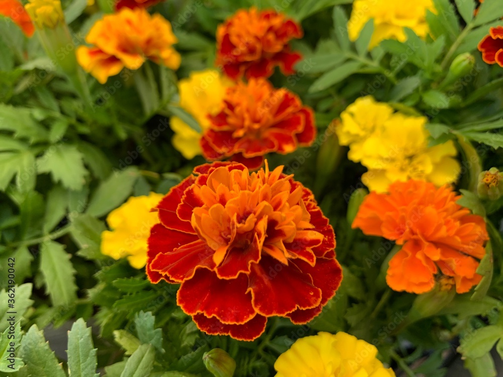 Many marigold varieties are arranged in orange, yellow, green petioles. Many marigold varieties are arranged in orange, yellow, green petioles.