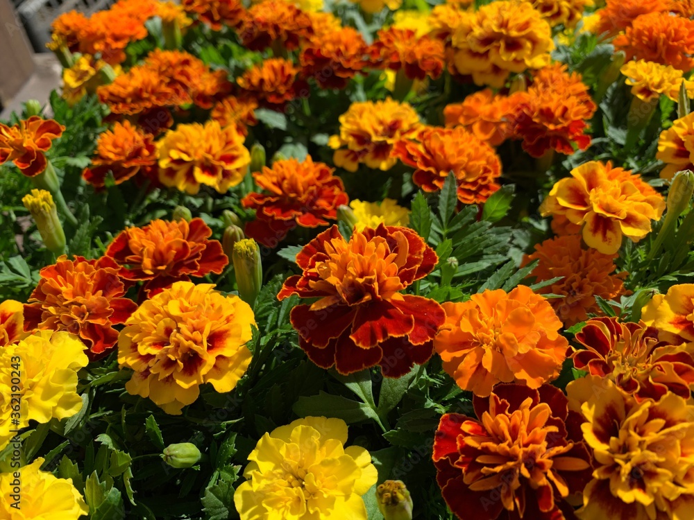 Many marigold varieties are arranged in orange, yellow, green petioles. Many marigold varieties are arranged in orange, yellow, green petioles.