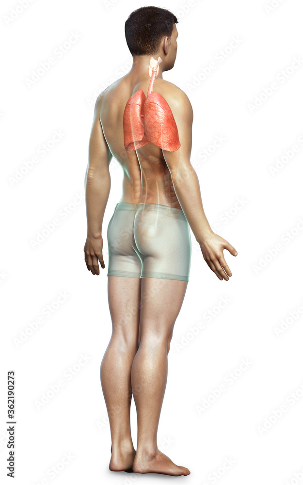 3d rendered, medically accurate illustration of a male lung anatomy 3d rendered, medically accurate illustration of a male lung anatomy