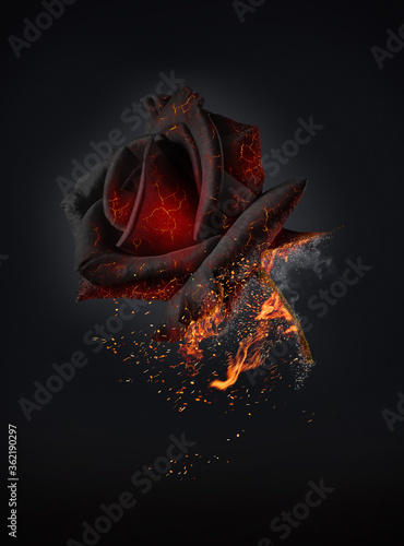 Vászonkép The red rose burns with love